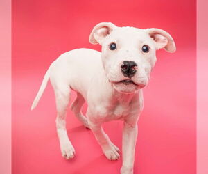 American Pit Bull Terrier-Unknown Mix Dogs for adoption in Derwood, MD, USA