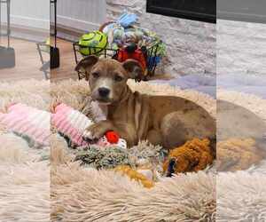 American Pit Bull Terrier-Unknown Mix Dogs for adoption in Des Moines, IA, USA