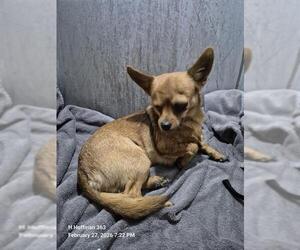 Chihuahua-Unknown Mix Dogs for adoption in San Antonio, TX, USA