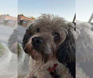 Mutt Dogs for adoption in Great Bend, KS, USA