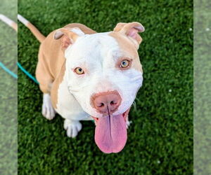 Mutt Dogs for adoption in Las Vegas, NV, USA