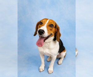 Beagle Dogs for adoption in Westminster, MD, USA