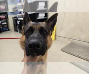 German Shepherd Dog Dogs for adoption in Riverside, CA, USA