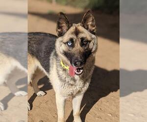 German Shepherd Dog-Unknown Mix Dogs for adoption in Sacramento, CA, USA