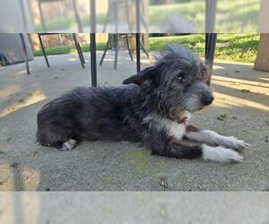 Mutt Dogs for adoption in Oakley, CA, USA