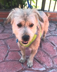 Border Terrier-Unknown Mix Dogs for adoption in Petaluma, CA, USA
