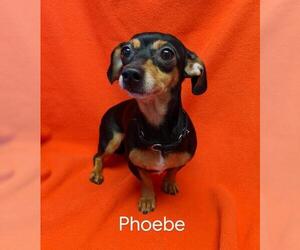 Chiweenie Dogs for adoption in Pottstown, PA, USA