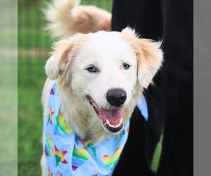 Mutt Dogs for adoption in San Antonio, TX, USA