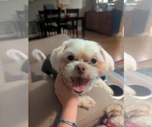 Shih Tzu-Unknown Mix Dogs for adoption in Fenton, MO, USA