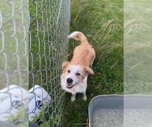 Collie Dogs for adoption in Scottsboro, AL, USA
