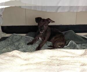 Chihuahua-Unknown Mix Dogs for adoption in Redwood City, CA, USA