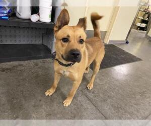 German Shepherd Dog-Unknown Mix Dogs for adoption in Orange, CA, USA