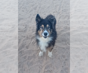 Australian Shepherd Dogs for adoption in yucca valley, CA, USA