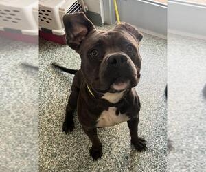 American Pit Bull Terrier-Unknown Mix Dogs for adoption in Salisbury, NC, USA