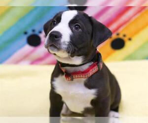 Border Collie-Unknown Mix Dogs for adoption in Placerville, CA, USA