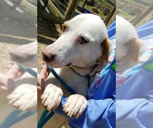 Labrador Retriever-Unknown Mix Dogs for adoption in Lovingston, VA, USA