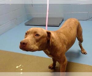 American Pit Bull Terrier-Unknown Mix Dogs for adoption in Moreno Valley, CA, USA