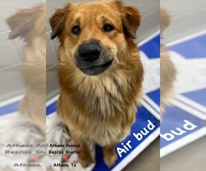 Retriever -Unknown Mix Dogs for adoption in Athens, TX, USA