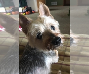 Silky Terrier Dogs for adoption in St. Cloud, MN, USA