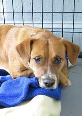 Boxador Dogs for adoption in Asheville, NC, USA