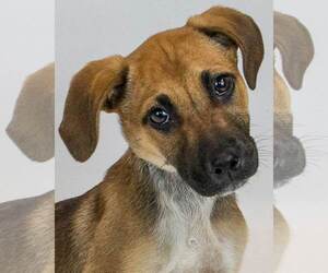 Beagle-Unknown Mix Dogs for adoption in Kennesaw, GA, USA