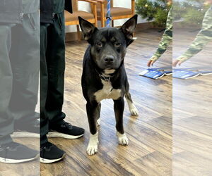 American Pit Bull Terrier-Unknown Mix Dogs for adoption in Polson, MT, USA