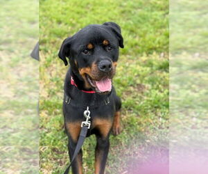 Rottweiler Dogs for adoption in Lawrenceville, NJ, USA