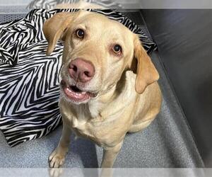 Labrador Retriever-Unknown Mix Dogs for adoption in Orange, CA, USA