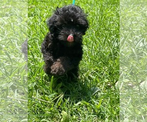Mutt Dogs for adoption in HOPKINSVILLE/PRINCETON, KY, NH, USA