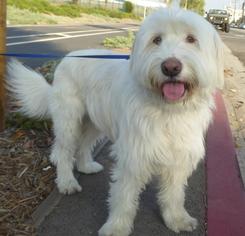 Briard-Unknown Mix Dogs for adoption in Los Angeles, CA, USA