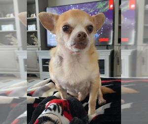 Chihuahua Dogs for adoption in Sanford, FL, USA