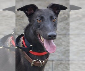 Greyhound Dogs for adoption in Minneapolis, MN, USA