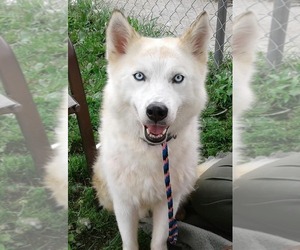 Siberian Husky-Unknown Mix Dogs for adoption in Harvard, IL, USA