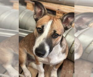 Basenji-Unknown Mix Dogs for adoption in Oakland Park, FL, USA