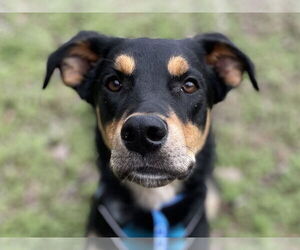 English Shepherd-German Shepherd Dog Mix Dogs for adoption in Cookeville, TN, USA