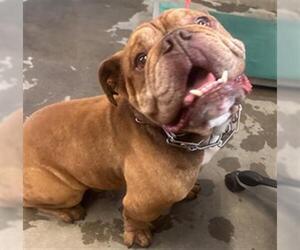 Bulldog Dogs for adoption in Camarillo, CA, USA