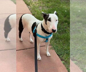 Bull Terrier Dogs for adoption in Denver, CO, USA