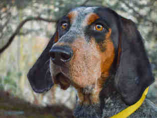 Bluetick Coonhound Dogs for adoption in Pittsburgh, PA, USA