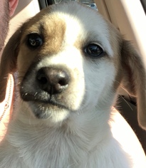 Dachshund Dogs for adoption in Fresno, CA, USA