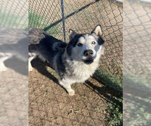 Siberian Husky Dogs for adoption in Bakersfield, CA, USA