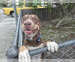 American Staffordshire Terrier-Rottweiler Mix Dogs for adoption in Fort Lauderdale, FL, USA