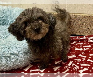 Poodle (Toy)-Unknown Mix Dogs for adoption in Springfield, MA, USA