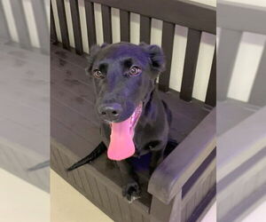 Labrador Retriever-Unknown Mix Dogs for adoption in Fremont, CA, USA