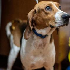 Treeing Walker Coonhound Dogs for adoption in Madison, WI, USA