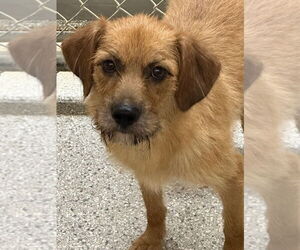 Mutt Dogs for adoption in Tarboro, NC, USA