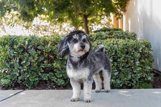 Lhasa-Poo Dogs for adoption in Campbell, CA, USA
