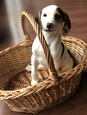 Medium Photo #1 Beagle-Unknown Mix Puppy For Sale in See Website, CA, USA