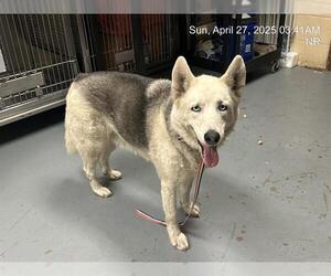 Siberian Husky-Unknown Mix Dogs for adoption in Ocala, FL, USA