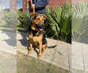 German Shepherd Dog-Unknown Mix Dogs for adoption in Dallas, TX, USA