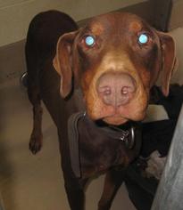 Doberman Pinscher Dogs for adoption in Johnson City, TN, USA